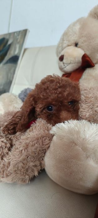 МальтіпуиПудель Той пудель пудель