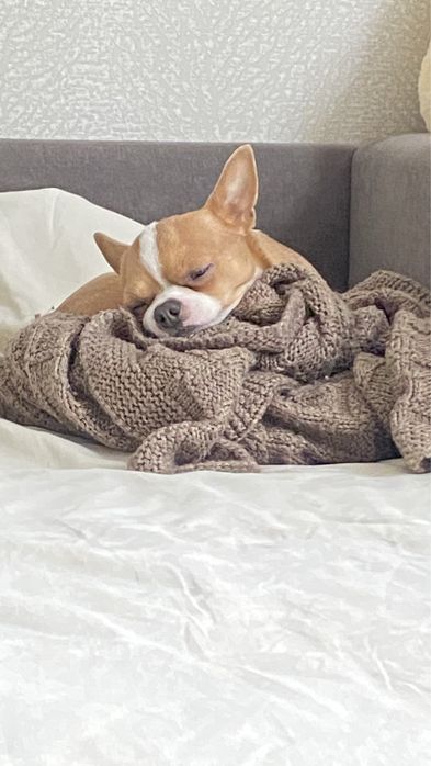 Чихуахуа для вязки