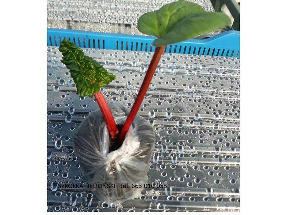 Sadzonki rabarbaru z dostawą na miejsce