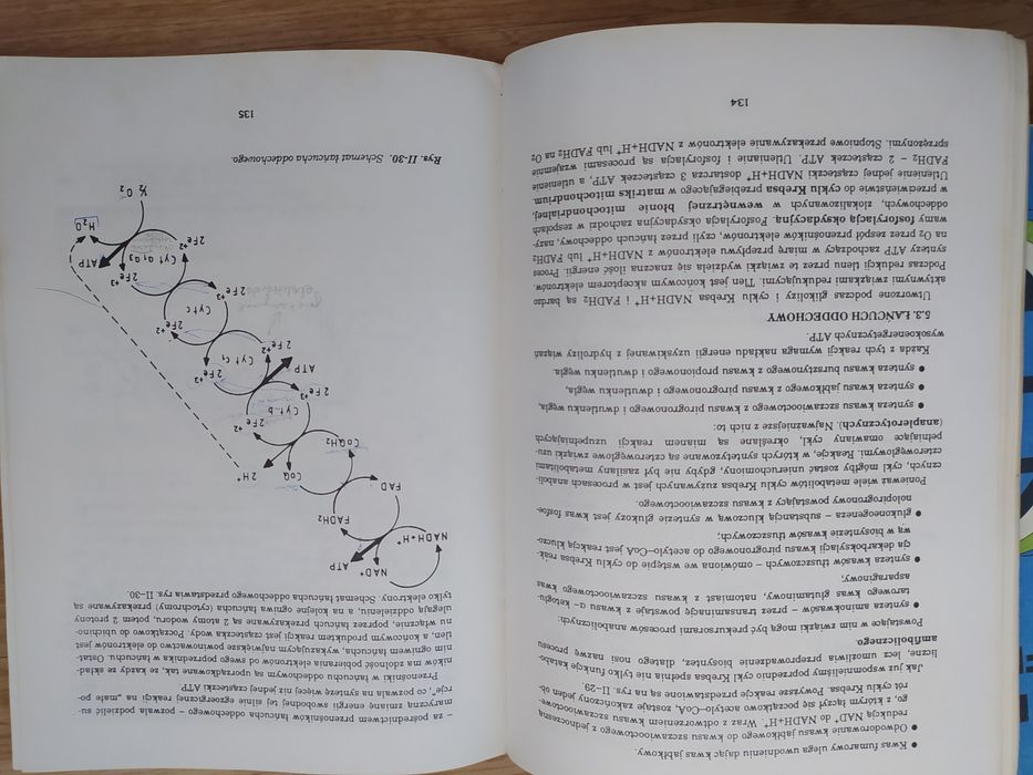 Monekularna podstawy biologii, na studia Kozik, Turyna