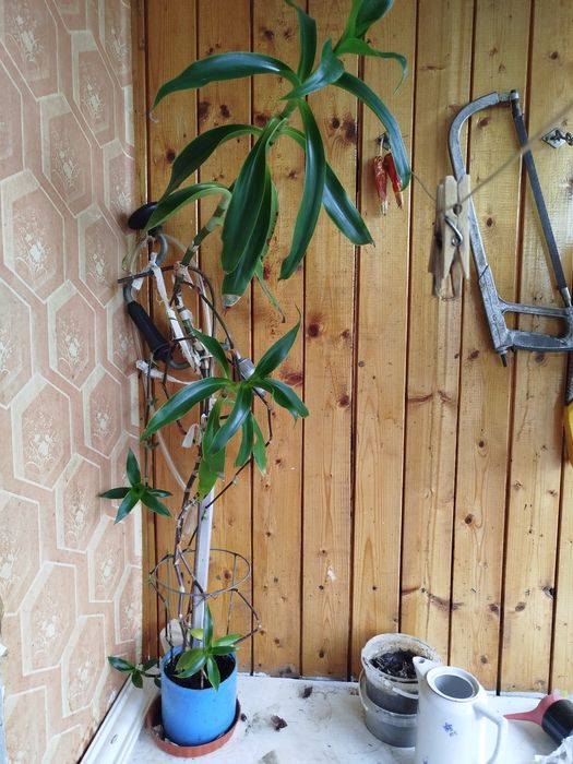 Цветок Золотой  Ус