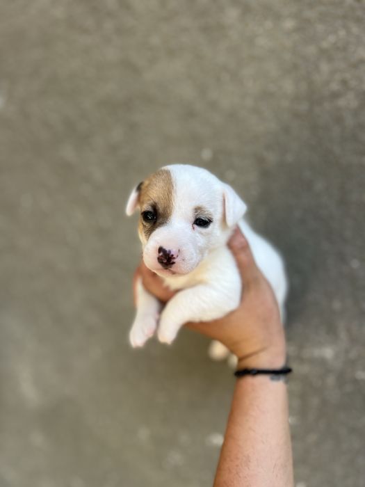 Носик - курносик ( хлопчик джек рассел )