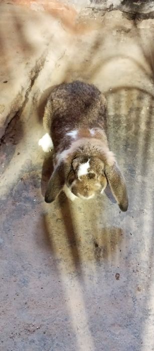 Króliki samiec baran francuski