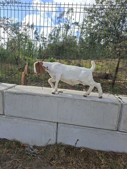 Cabrito Boer Puro com pedigree