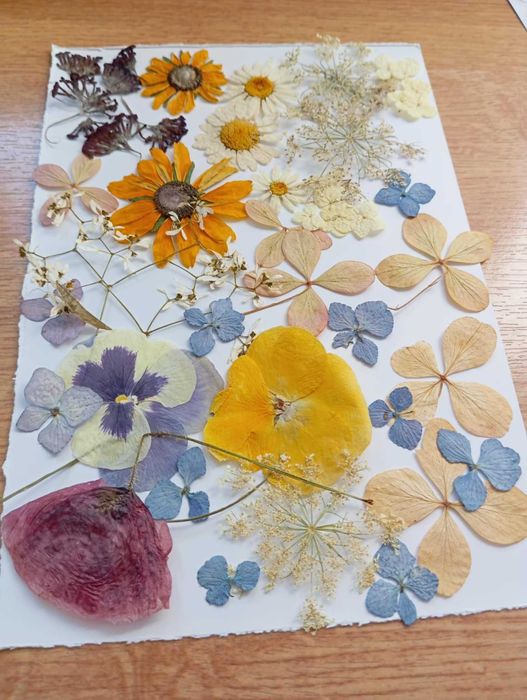 Ładne kwiaty suszone sprzedam