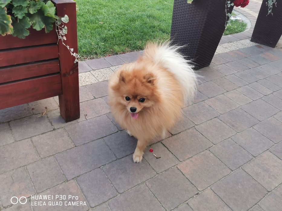 Szpic miniaturowy krycie