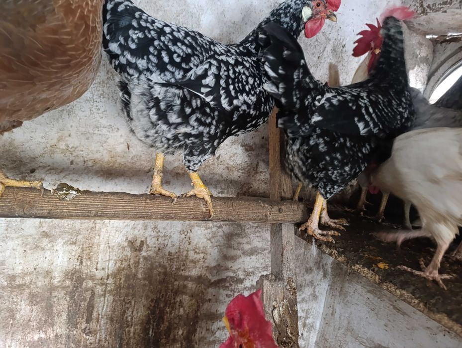 Włoszka włoszki kury