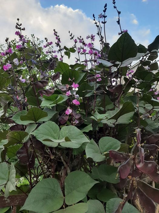 Доліхос(в'юнкий бузок), насіння.