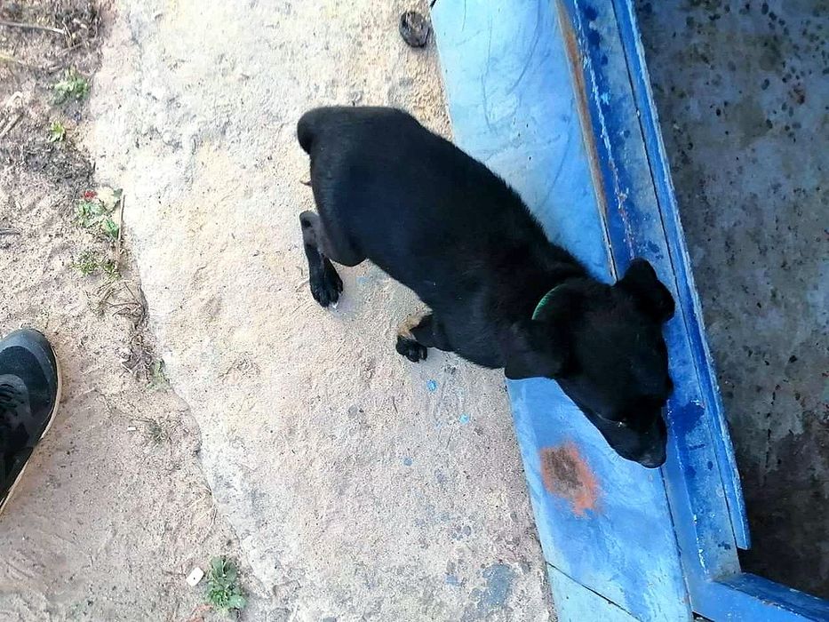 Чудовий цуцик в дар