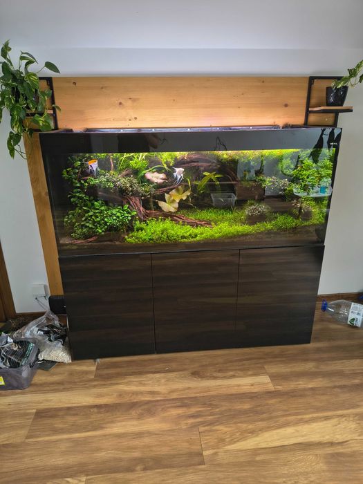 Sprzedam zestaw Aquael glossy 405 l wraz z życiem