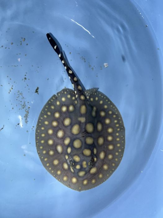 Potamotrygon black diamond płaszczka