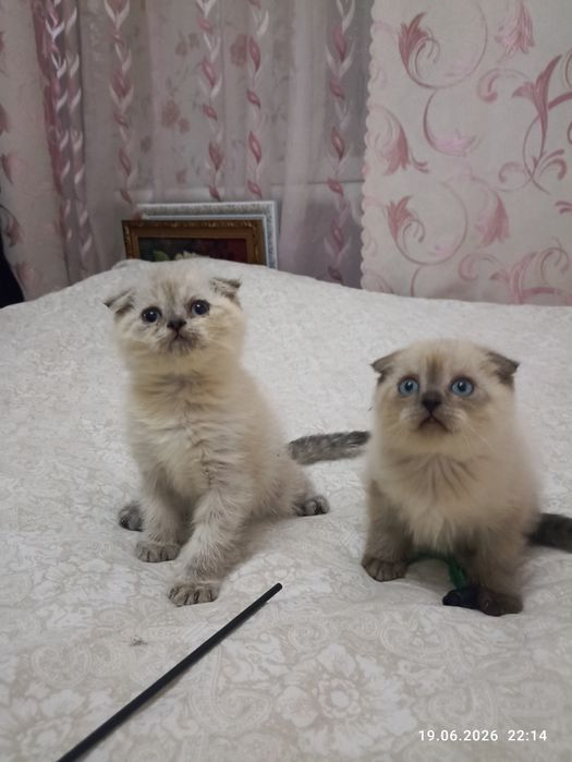 Шотландські кошенята