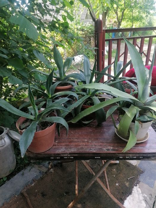 Продам Агава американська