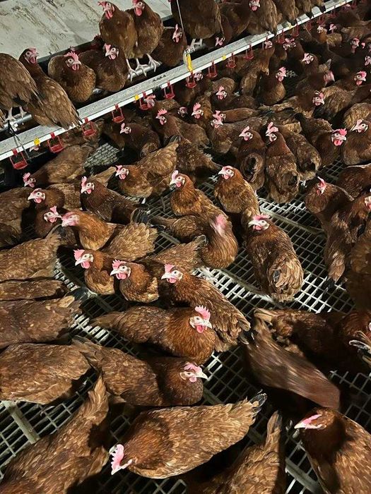 Kury nioski młode z pierwszym jajkiem prosto od hodowcy.Zdrowe Kury