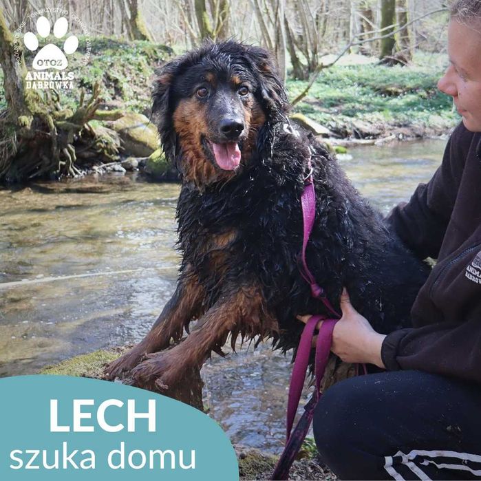 Lech szuka domu!