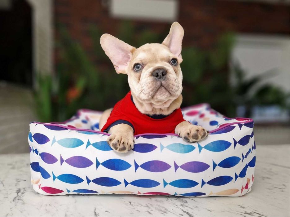 Детки конфетки! Щенки французского бульдога!