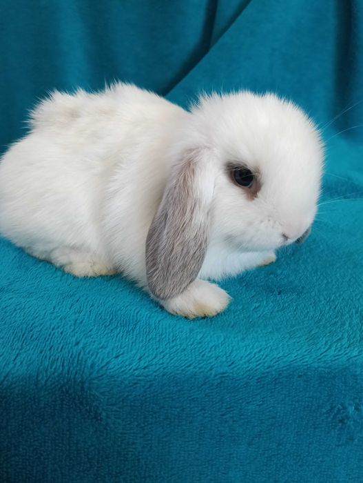 Króliki miniaturki Mini Lop