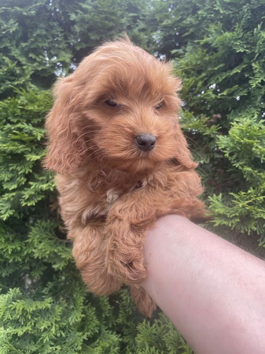 Cockapoo suczki i piesek