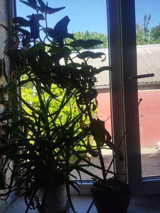 Продам цветок  алоэ каланхоэ