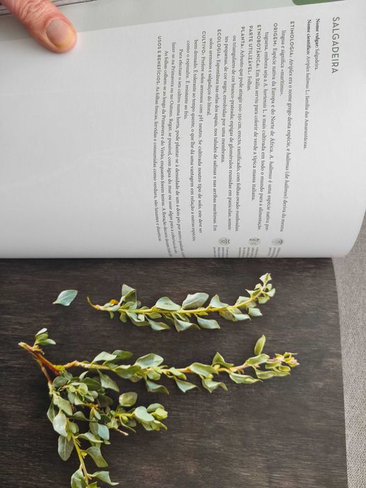 Alimentação, Natureza e Paisagem - Plantas Silvestres,Alimentares, Aromáticas e Medicinais