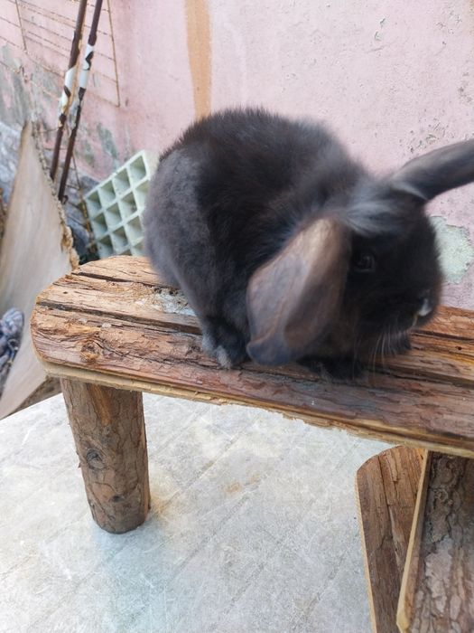 Coelho anao minilop angorá nederland dwarf  cabeca de leão