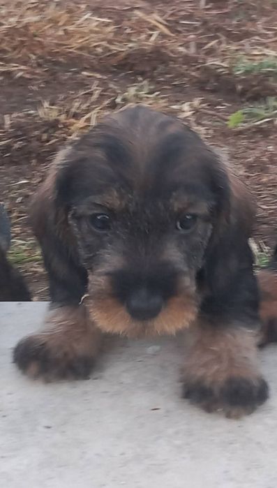 Teckel pêlo cerdoso fêmea pura