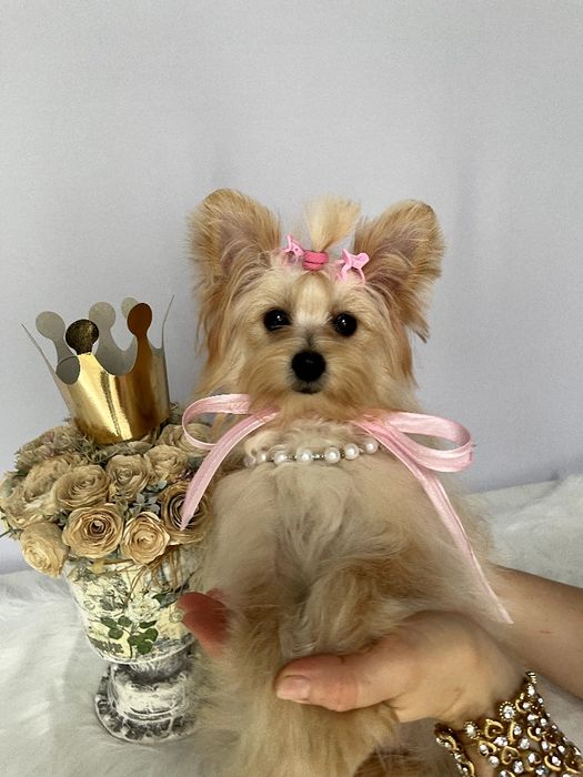 Помапу — Маленькі моделі для обіймів