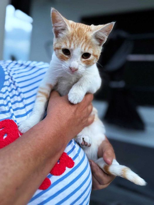 Dwa cudowne miziaste kociaki – wspólna adopcja mile widziana <3