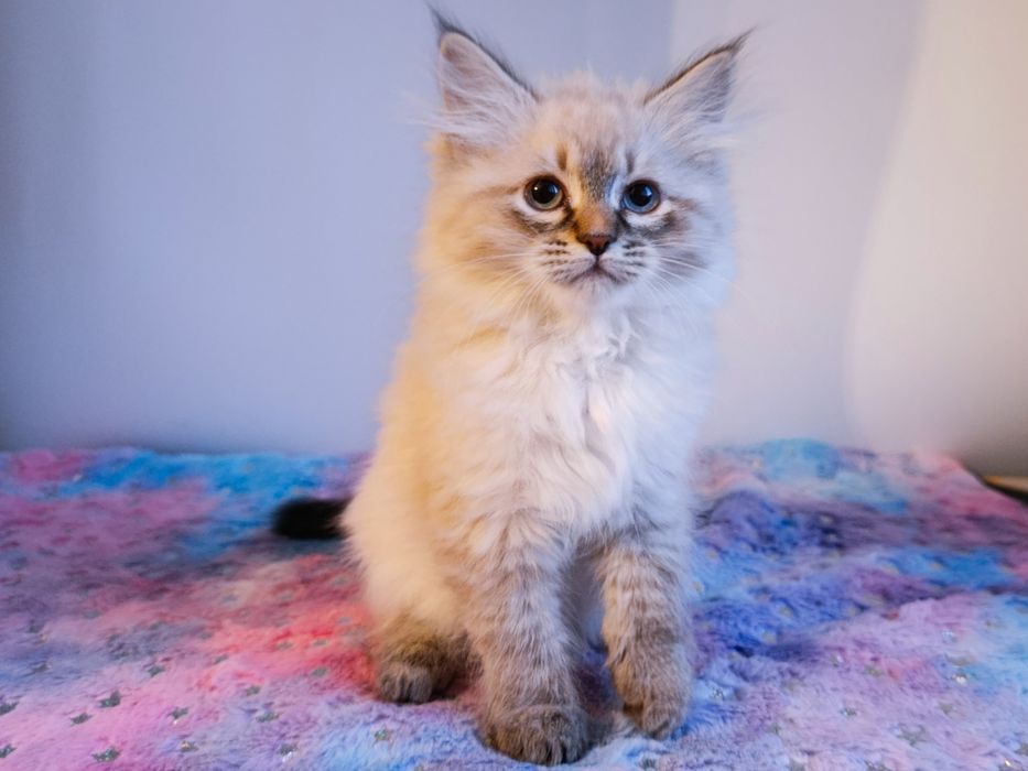 Мила клубна невська маскарадна дівчинка Blanche