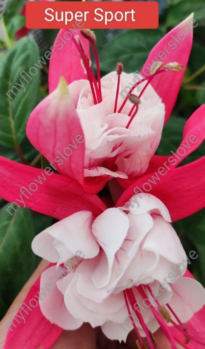 Різні сорти фуксій в наявності