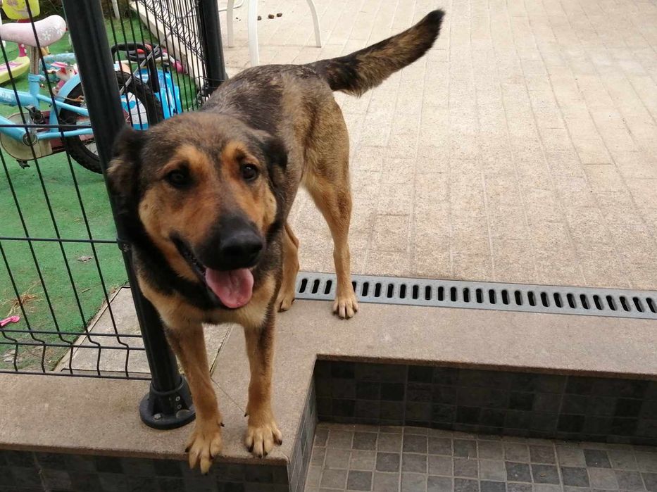 Adoção Responsável - Cadela