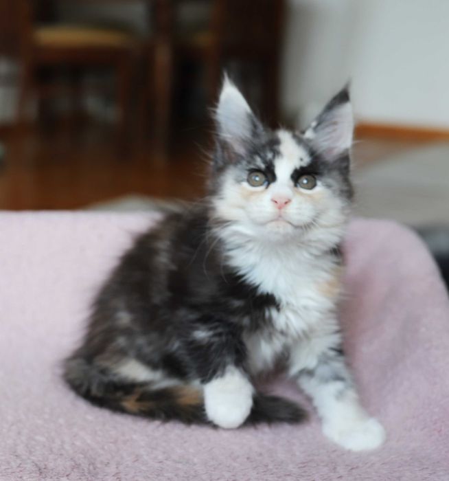 Kotka Maine Coon - Bydgoszcz