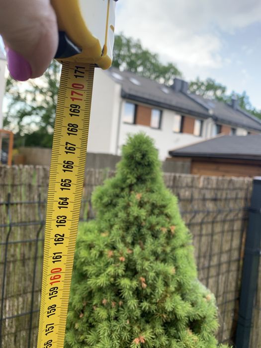Świerk biały conica wysokość 170 cm kształt trójkąt