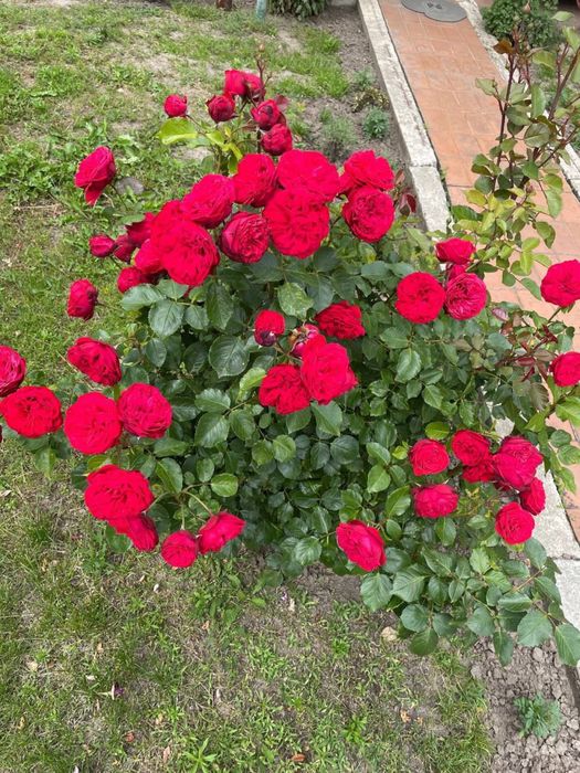 Саджанці троянд 90 грн