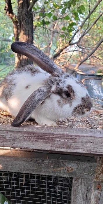 Młode króliki króliczki z kwietnia 2025 | Królik | Króliczki |