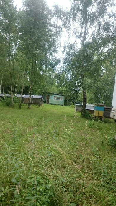 Пасіка в лісі, Бджолопавільйони, вулики, бджоли, вагончик