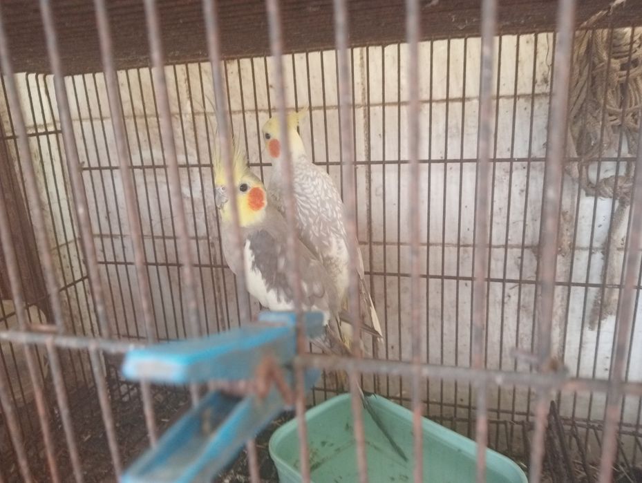 Pássaros para ceder