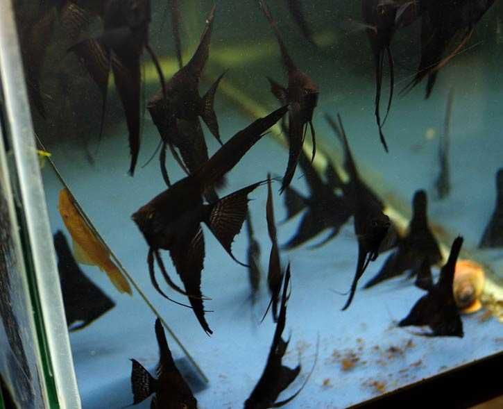 Żaglowiec skalar odmiana CZARNA - Pterophyllum - dowóz, wysyłka
