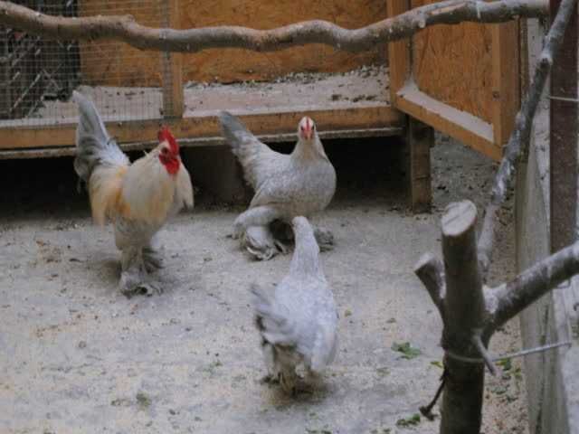 Мільфлер, яйце інкубаційне. Парцелян. Iзабелла. Колумбiя чорна