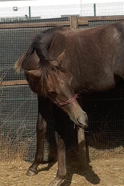 Poldra Puro-Sangue Árabe