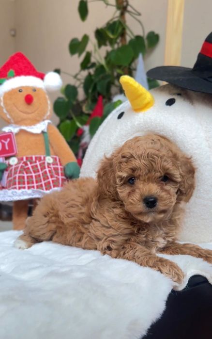 Пудель дівчинка і хлопчики