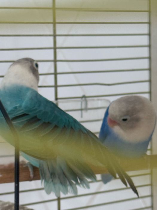 Vendo casal de Fischers