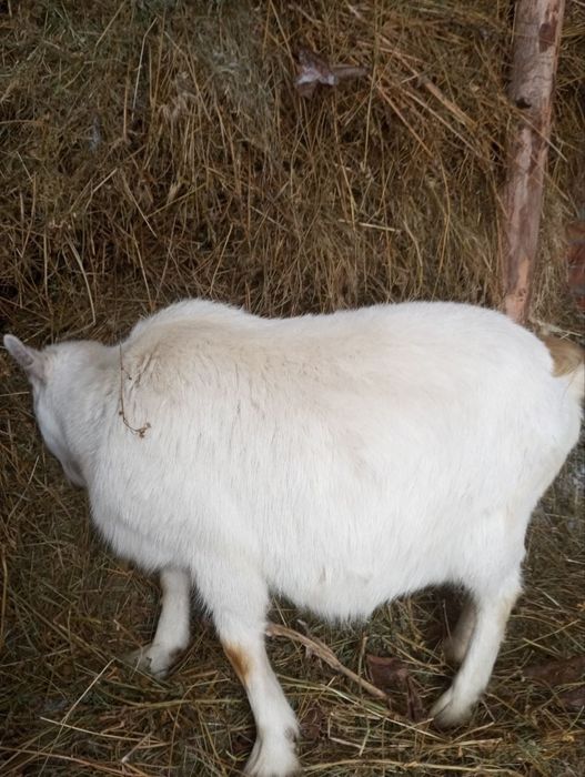 Продам коз и козла