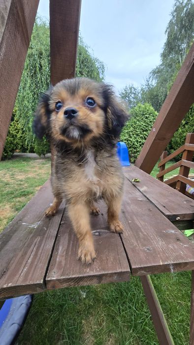 Cavapom suczki I piesek