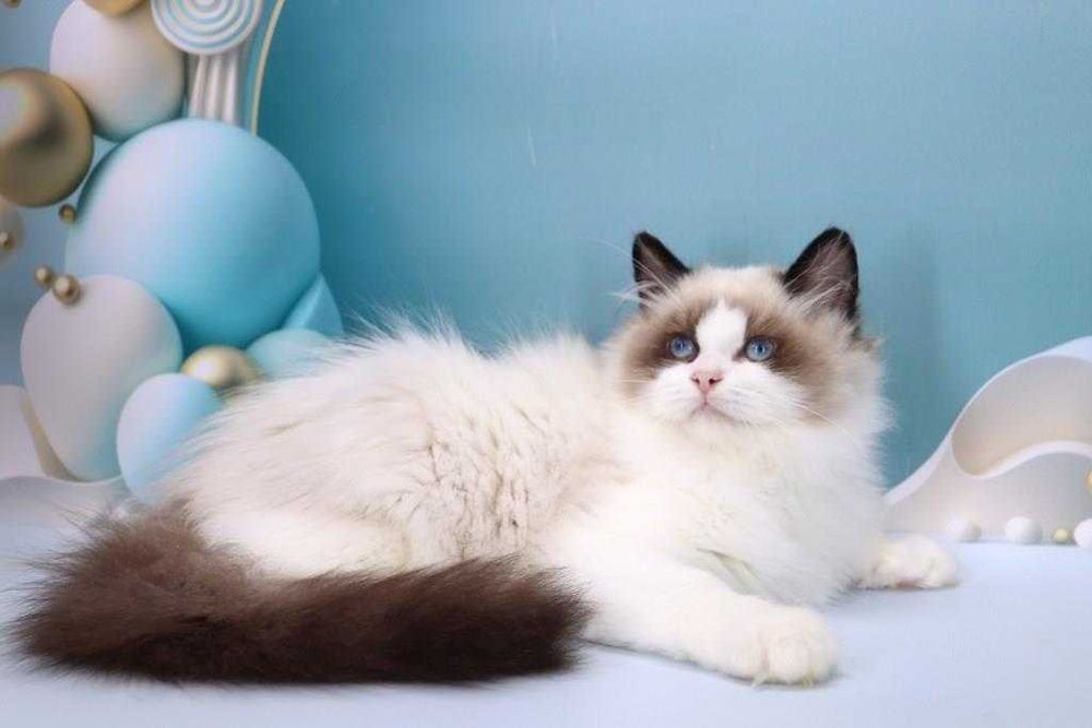 Очень красивый мальчишка с прививками-Ragdoll//РЕГДОЛЛ