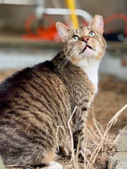 Śliczna kotka do adopcji