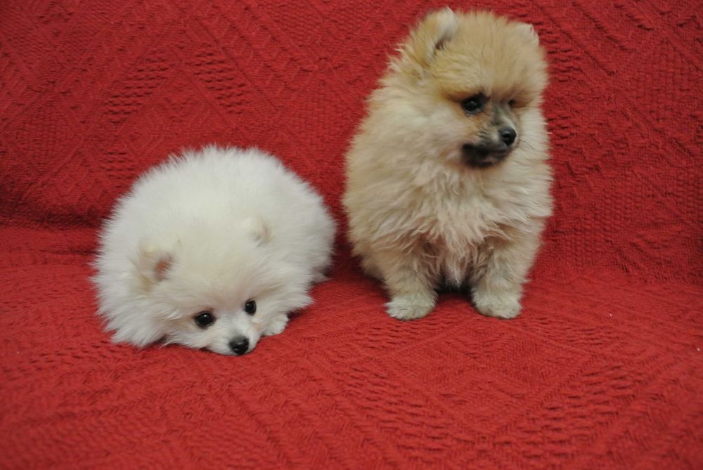 Pomeranian szpic miniaturowy