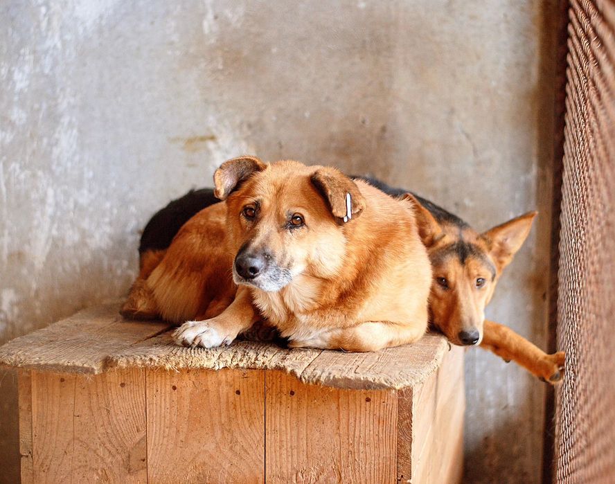 Цуцики в добрі руки