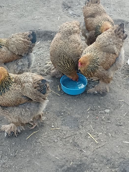 Jaja lęgowe pisklęta 5 ras