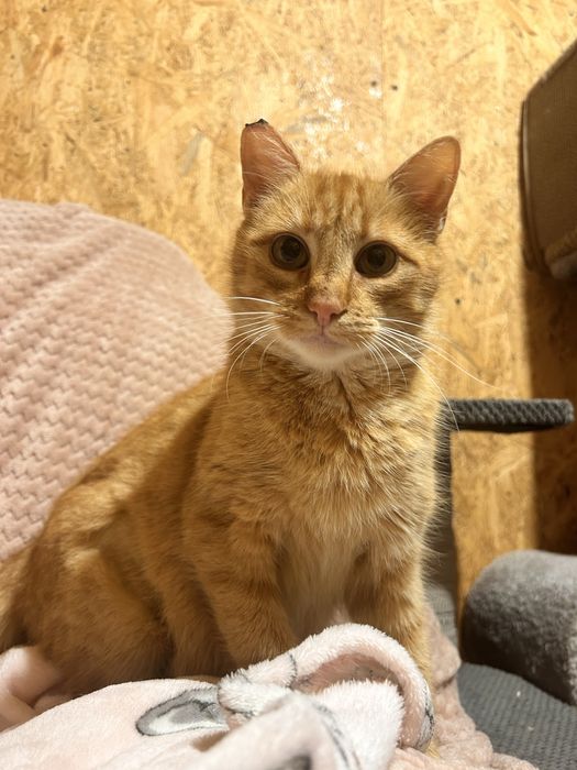 Pięknotka marzy o własnym domku